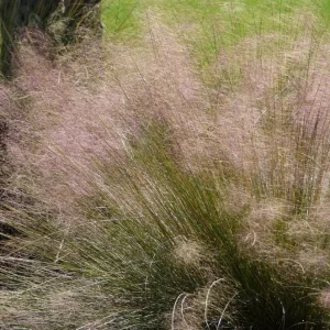 Pink Muhly Grass Live Plant - Muhlenbergia Capillaris Ornamental Grass 5-9