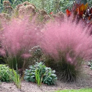 Pink Muhly Grass Live Plant - Muhlenbergia Capillaris Ornamental Grass 5-9