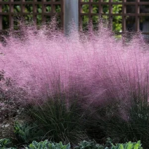 Pink Muhly Grass Live Plant - Muhlenbergia Capillaris Ornamental Grass 5-9