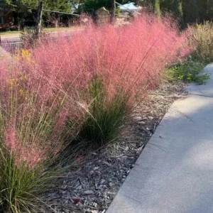 Pink Muhly Grass Live Plant Set of 2, Muhlenbergia Capillaris, 5-9