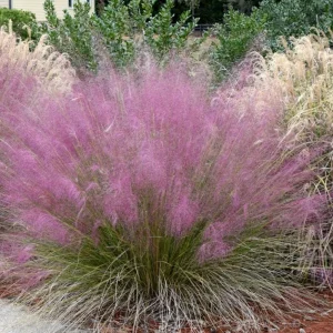 Pink Muhly Grass Live Plant Set of 2, Muhlenbergia Capillaris, 5-9