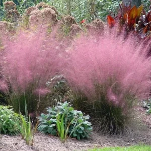 Pink Muhly Grass Live Plant Set of 2, Muhlenbergia Capillaris, 5-9