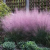 Pink Muhly Grass Live Plant Set of 2, Muhlenbergia Capillaris, 5-9" Tall, Outdoor Ornamental Grass - Image 1