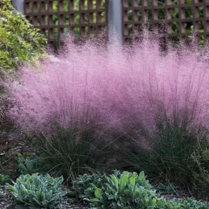 Pink Muhly Grass Live Plant Set of 2, Muhlenbergia Capillaris, 5-9