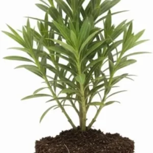 Pink Oleander Live Plant – 5 to 7 Inches Tall – Flowering Outdoor Shrub - Image 2