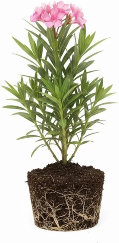 Pink Oleander Live Plant – 5 to 7 Inches Tall – Flowering Outdoor Shrub - Image 3