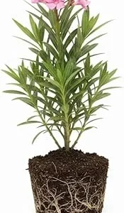 Pink Oleander Live Plant – 5 to 7 Inches Tall – Flowering Outdoor Shrub - Image 5