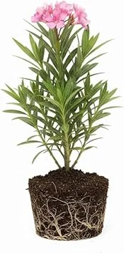 Pink Oleander Live Plant – 5 to 7 Inches Tall – Flowering Outdoor Shrub - Image 5