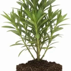 Pink Oleander Live Plant – 5 to 7 Inches Tall – Flowering Outdoor Shrub - Image 7