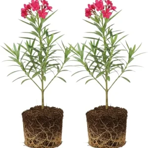 Pink Oleander Live Plants - 2-Pack, 4-8