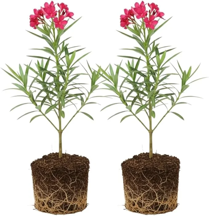 Pink Oleander Live Plants - 2-Pack, 4-8" Tall Starter Shrubs for Outdoor - Image 2