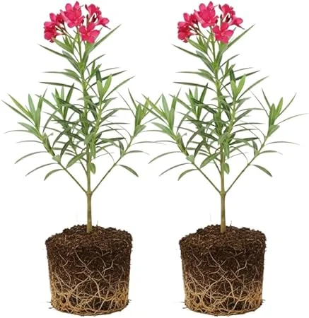 Pink Oleander Live Plants - 2-Pack, 4-8" Tall Starter Shrubs for Outdoor - Image 1