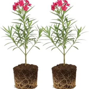 Pink Oleander Live Plants - 2-Pack, 4-8