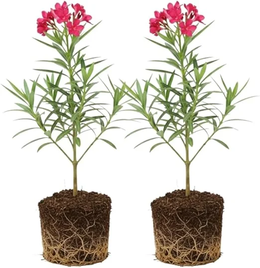 Pink Oleander Live Plants - 2-Pack, 4-8" Tall Starter Shrubs for Outdoor - Image 3