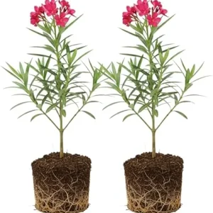 Pink Oleander Live Plants - 2-Pack, 4-8