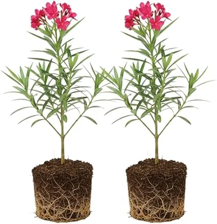 Pink Oleander Live Plants - 2-Pack, 4-8" Tall Starter Shrubs for Outdoor - Image 4