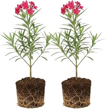 Pink Oleander Live Plants - 2-Pack, 4-8" Tall Starter Shrubs for Outdoor - Image 6