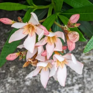 Pink Oleander Live Plants - 2 Small Tropical Shrubs 4-6 Inches Tall, Full Sun - Image 2