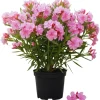 Pink Oleander Live Plants - 2 Small Tropical Shrubs 4-6 Inches Tall, Full Sun - Image 1