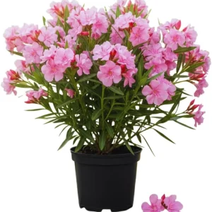 Pink Oleander Live Plants - 2 Small Tropical Shrubs 4-6 Inches Tall, Full Sun - Image 1