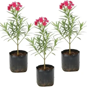 Pink Oleander Live Plants - 3 Pack, 4-7” Tall Flowering Shrub for Outdoors - Image 4