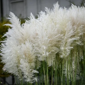 Pink Pampas Grass Live Plant - 4 Inch Pot, Ornamental Outdoor Grass - Image 2