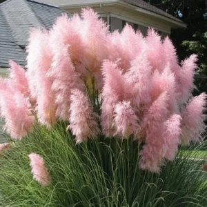 Pink Pampas Grass Live Plant - 4 Inch Pot, Ornamental Outdoor Grass - Image 1