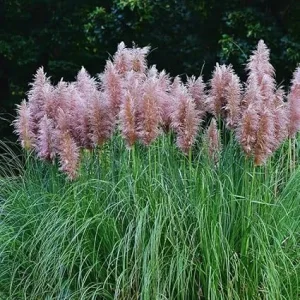 Pink Pampas Grass Live Plant - 5 to 7 Inch Tall Seedlings for Outdoor Gardening - Image 6