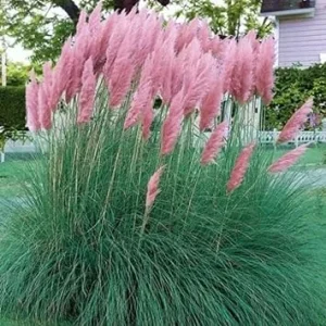 Pink Pampas Grass Live Plants - 2 Pack, 5-9