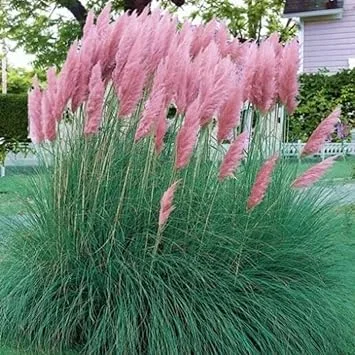 Pink Pampas Grass Live Plants - 2 Pack, 5-9" Tall Ornamental Outdoor - Image 3