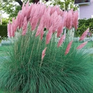 Pink Pampas Grass Live Plants - 2 Pack, 5-9