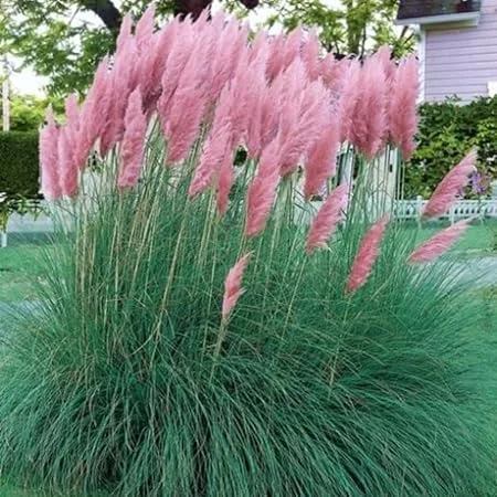 Pink Pampas Grass Live Plants - 2 Pack, 5-9" Tall Ornamental Outdoor - Image 6
