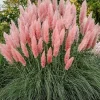 Pink Pampas Grass Live Plants - 2 Pack Ornamental Grass, Perennial, 2.5 Inch Pot - Image 1