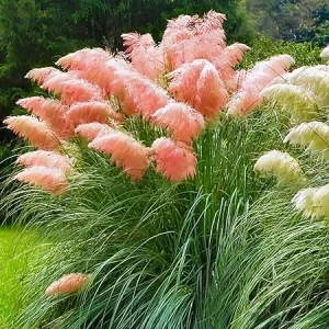 Pink Pampas Grass Live Plants, Set of 4, 4-8 Inch Tall Potted Seedlings, Outdoor Ornamental Grass - Image 3