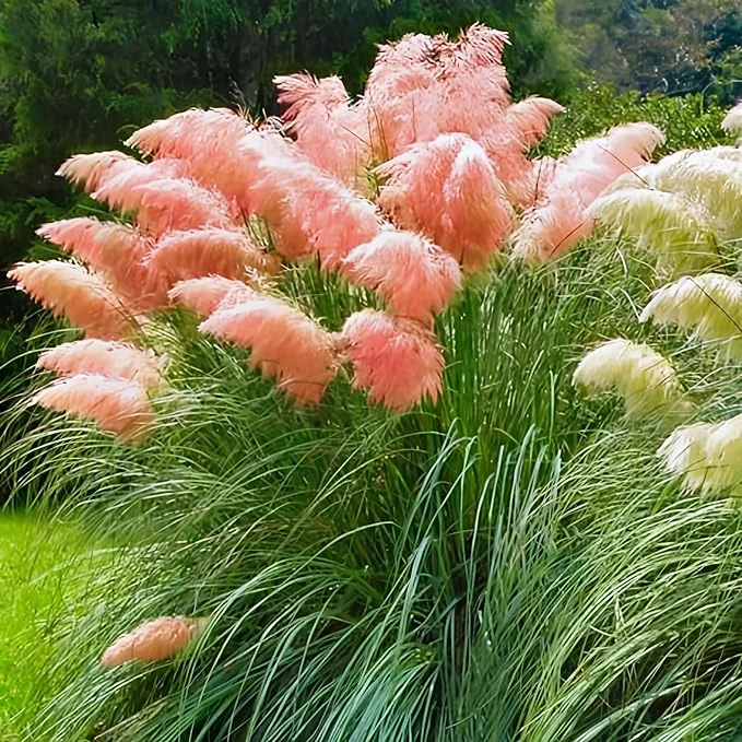 Pink Pampas Grass Live Plants, Set of 4, 4-8 Inch Tall Potted Seedlings, Outdoor Ornamental Grass - Image 4