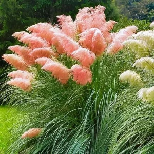 Pink Pampas Grass Live Plants, Set of 4, 4-8 Inch Tall Potted Seedlings, Outdoor Ornamental Grass - Image 5