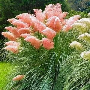 Pink Pampas Grass Live Plants, Set of 4, 4-8 Inch Tall Potted Seedlings, Outdoor Ornamental Grass - Image 6