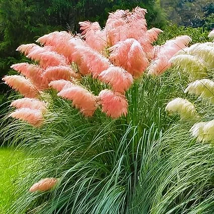 Pink Pampas Grass Live Plants, Set of 4, 4-8 Inch Tall Potted Seedlings, Outdoor Ornamental Grass - Image 6