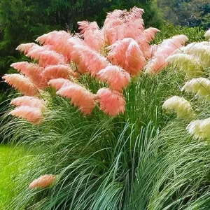 Pink Pampas Grass Live Plants, Set of 4, 4-8 Inch Tall Potted Seedlings, Outdoor Ornamental Grass - Image 7