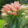 Pink Pampas Grass Live Plants, Set of 4, 4-8 Inch Tall Potted Seedlings, Outdoor Ornamental Grass - Image 1