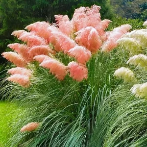 Pink Pampas Grass Live Plants, Set of 4, 4-8 Inch Tall Potted Seedlings, Outdoor Ornamental Grass - Image 1