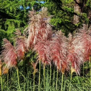 Pink Pampas Grass Plant Cortaderia Selloana Rosea Live Starter 5-9 Inch Tall Outdoor Ornamental Grass - Image 2