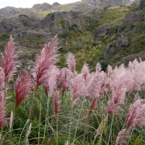 Pink Pampas Grass Plant Cortaderia Selloana Rosea Live Starter 5-9 Inch Tall Outdoor Ornamental Grass - Image 3