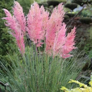 Pink Pampas Grass Plant Cortaderia Selloana Rosea Live Starter 5-9 Inch Tall Outdoor Ornamental Grass - Image 5