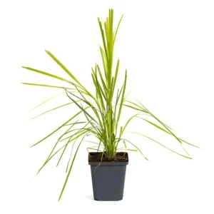 Pink Pampas Grass Plant Cortaderia Selloana Rosea Live Starter 5-9 Inch Tall Outdoor Ornamental Grass - Image 6