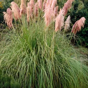 Pink Pampas Grass Plant Cortaderia Selloana Rosea Live Starter 5-9 Inch Tall Outdoor Ornamental Grass - Image 7