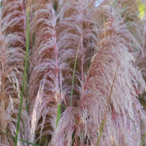Pink Pampas Grass Plant Cortaderia Selloana Rosea Live Starter 5-9 Inch Tall Outdoor Ornamental Grass - Image 8