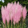 Pink Pampas Grass Plant Cortaderia Selloana Rosea Live Starter 5-9 Inch Tall Outdoor Ornamental Grass - Image 1