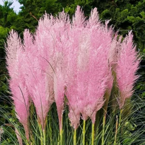 Pink Pampas Grass Plant Cortaderia Selloana Rosea Live Starter 5-9 Inch Tall Outdoor Ornamental Grass - Image 1