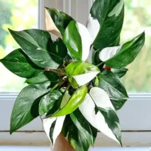 Pink Philodendron Live Plant, 4-9
